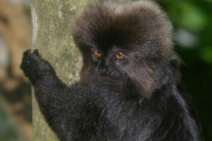 Callimico geldieva - маловідома мавпа Callimico geldieva - маловідома мавпа